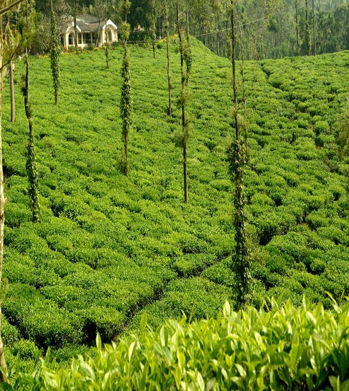 Abbey-falls-Coorg